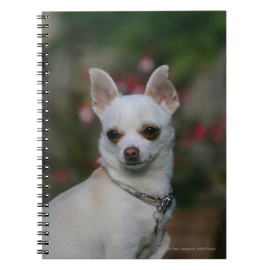 White Chihuahua Notitieboek (Voorkant)