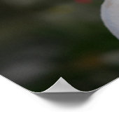 White Chihuahua Poster (Hoek)