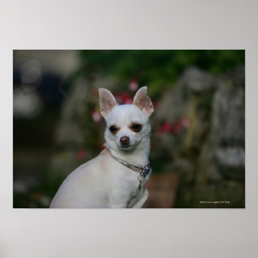 White Chihuahua Poster (Voorkant)
