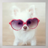 White Chihuahua Puppy Poster (Voorkant)