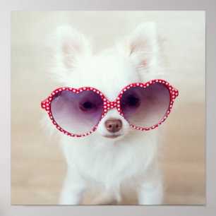 White Chihuahua Puppy Poster
