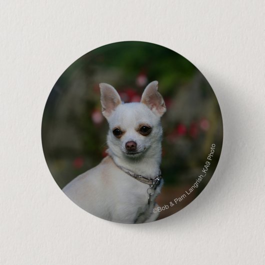 White Chihuahua Ronde Button 5,7 Cm (Voorkant)
