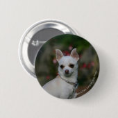 White Chihuahua Ronde Button 5,7 Cm (Voorkant /achterkant)