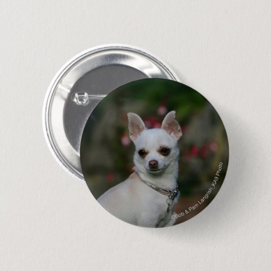 White Chihuahua Ronde Button 5,7 Cm (Voorkant /achterkant)