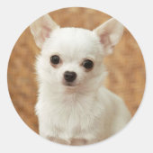 White Chihuahua Ronde Sticker (Voorkant)