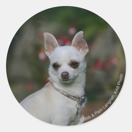 White Chihuahua Ronde Sticker (Voorkant)