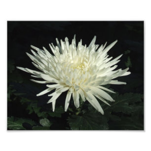 White Chrysanthemum 10 x 8-inch foto Print Afdruk