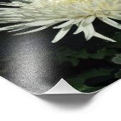 White Chrysanthemum 10 x 8-inch foto Print Foto Afdruk (Hoek)