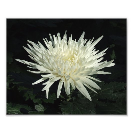 White Chrysanthemum 10 x 8-inch foto Print Foto Afdruk (Voorkant)