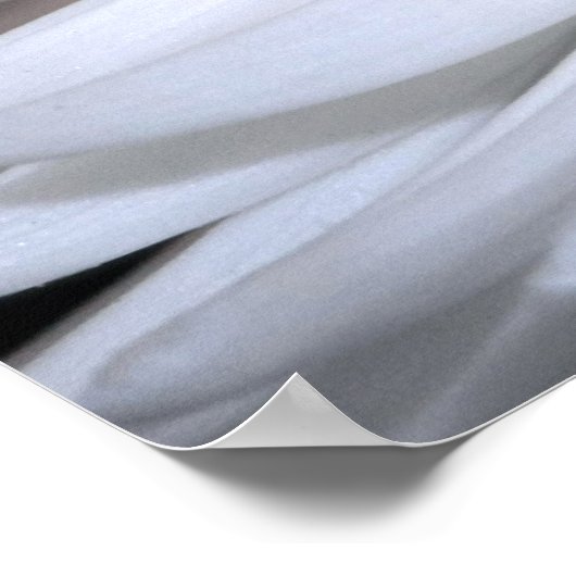 White Chrysanthemum Canvas Print (Hoek)