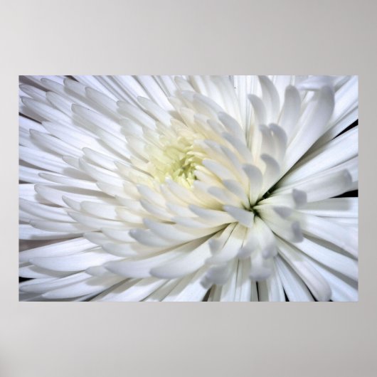 White Chrysanthemum Canvas Print (Voorkant)