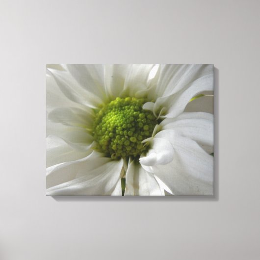 White Chrysanthemum Canvas Print (Voorkant)