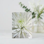 White Chrysanthemum Flower Mums Flowers Foto Briefkaart (Staand voorkant)