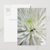 White Chrysanthemum Flower Mums Flowers Foto Briefkaart (Voorkant / Achterkant)