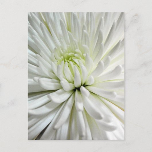 White Chrysanthemum Flower Mums Flowers Foto Briefkaart (Voorkant)