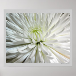 White Chrysanthemum Flower Mums Flowers Foto Poster