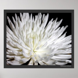 White Chrysanthemum Flower Mums Flowers Foto Poster