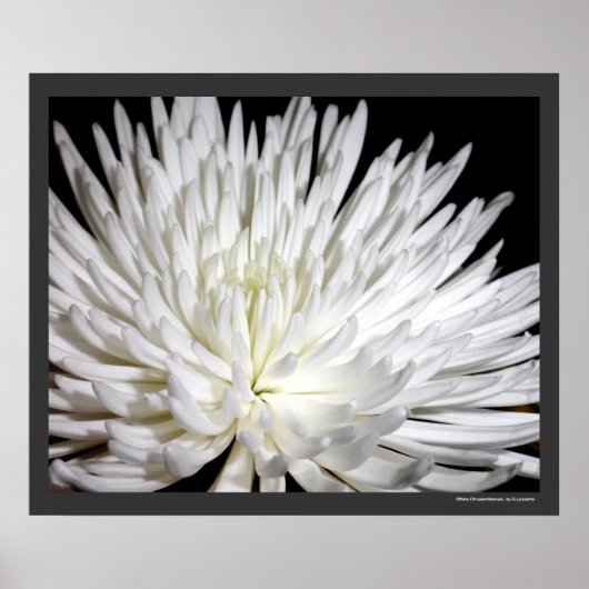 White Chrysanthemum Flower Mums Flowers Foto Poster (Voorkant)