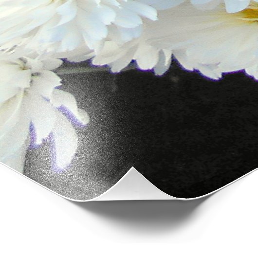 White Chrysanthemum Flowers Foto Afdruk (Hoek)