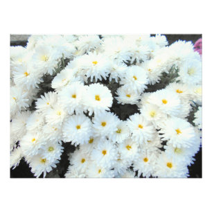 White Chrysanthemum Flowers Foto Afdruk