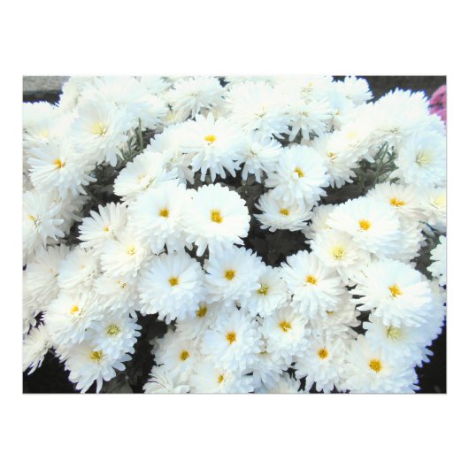 White Chrysanthemum Flowers Foto Afdruk (Voorkant)