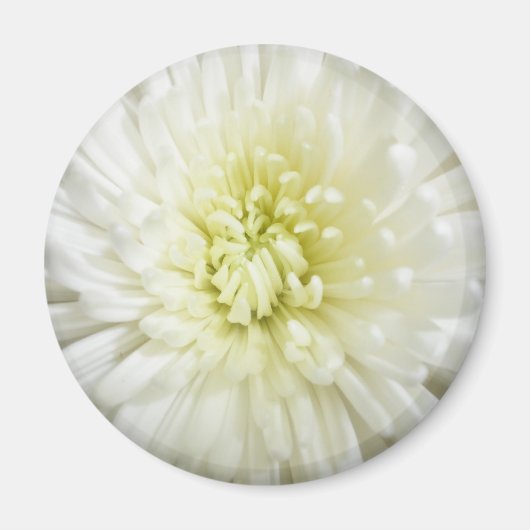 White Chrysanthemum Magneet (Voorkant)