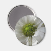 White Chrysanthemum Magnet (Voorkant / Achterkant)