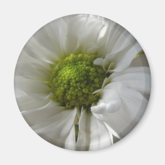 White Chrysanthemum Magnet (Voorkant)