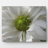 White Chrysanthemum Plaque Fotoplaat (Voorkant)