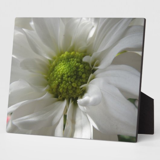 White Chrysanthemum Plaque Fotoplaat (Zijkant)