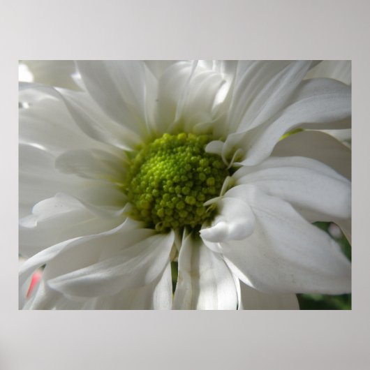 White Chrysanthemum Print (Voorkant)
