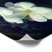 White Clematis Flower Pair Abstract Poster (Hoek)