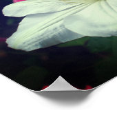 White Clematis Flower Pair Poster (Hoek)