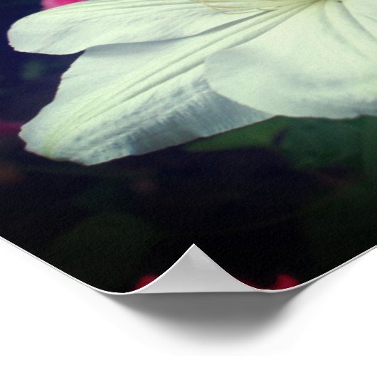 White Clematis Flower Pair Poster (Hoek)