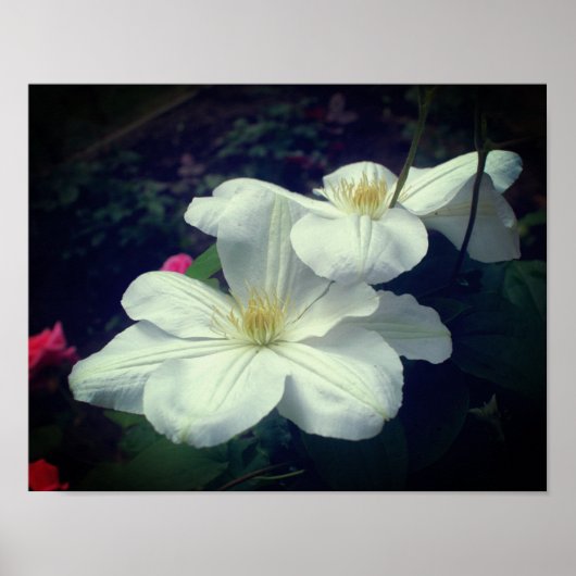 White Clematis Flower Pair Poster (Voorkant)