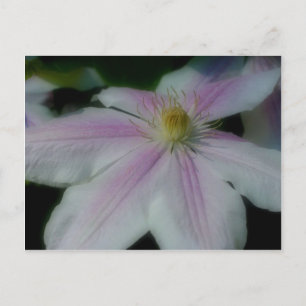 White Clematis Flower Petals Briefkaart