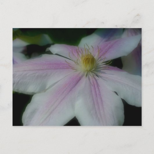 White Clematis Flower Petals Briefkaart (Voorkant)