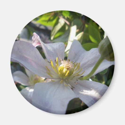 White Clematis II Magneet (Voorkant)