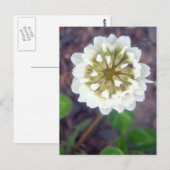 White Clover Blossom 1 Briefkaart (Voorkant / Achterkant)