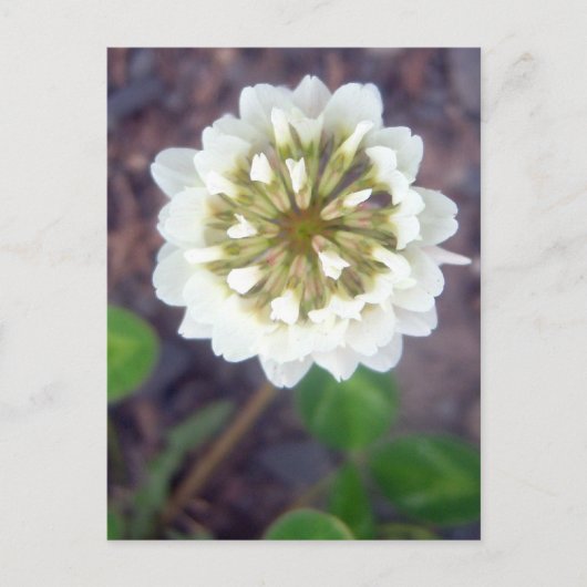 White Clover Blossom 1 Briefkaart (Voorkant)