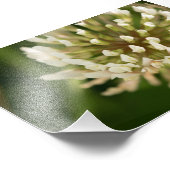 White Clover Foto Afdruk (Hoek)