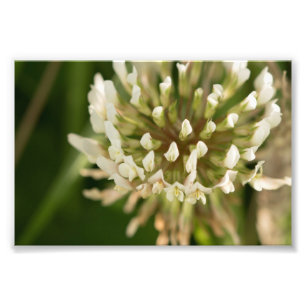 White Clover Foto Afdruk