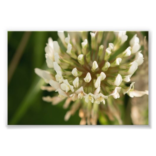 White Clover Foto Afdruk (Voorkant)