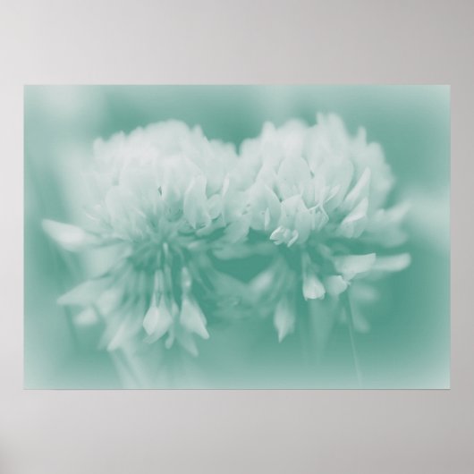 White CLover Wildflower in Aqua Poster (Voorkant)