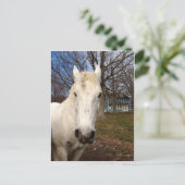 White Clydesdale Briefkaart (Staand voorkant)