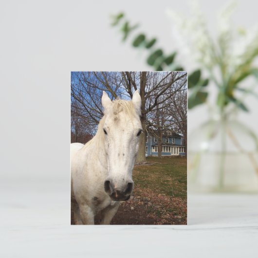 White Clydesdale Briefkaart (Staand voorkant)