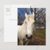 White Clydesdale Briefkaart (Voorkant / Achterkant)