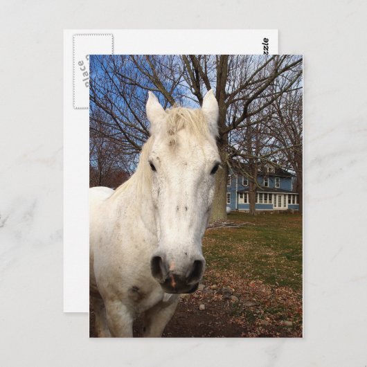 White Clydesdale Briefkaart (Voorkant / Achterkant)
