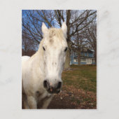 White Clydesdale Briefkaart (Voorkant)