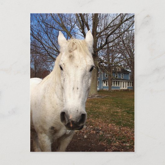 White Clydesdale Briefkaart (Voorkant)